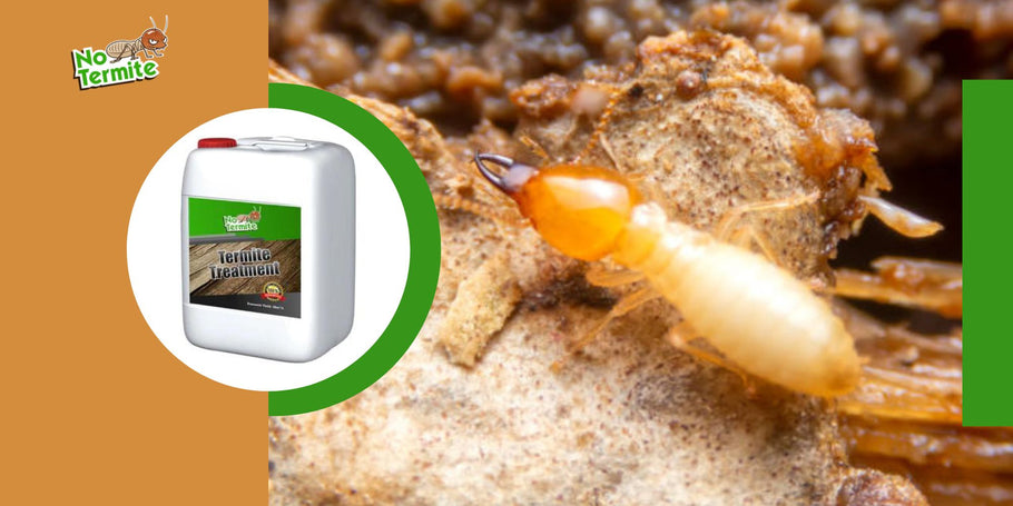 Akým nástrahám sa treba vyhnúť pri boji s termitmi?