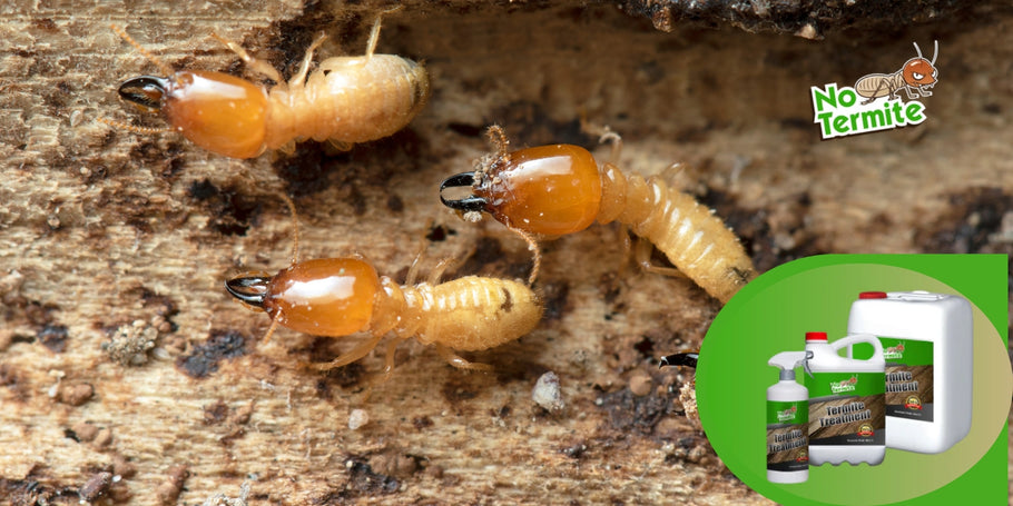 Ako funguje liečba termitmi?