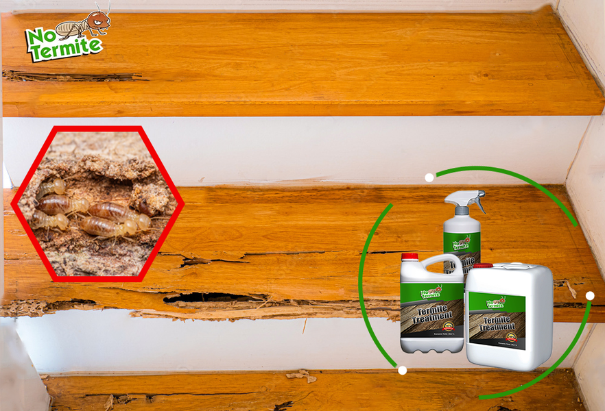 Sú vaše domy odolné voči termitom?