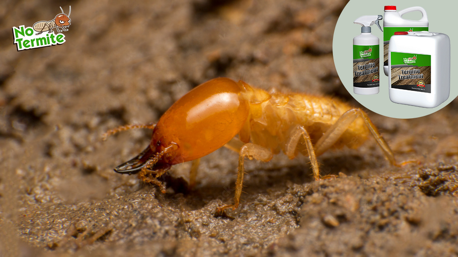 Ochrana proti termitom: Sprievodca majiteľom domu k úspechu s termitmi